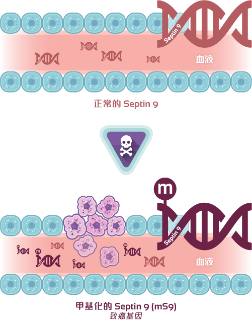 正常的 Septin 9 vs 甲基化的 Septin 9 (mS9) - 致癌基因
