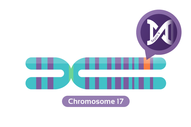 Chromosome 17